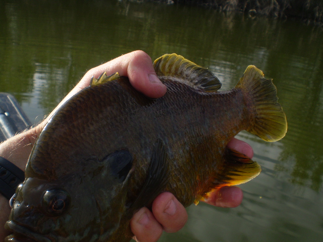 best baits to try for bluegill
