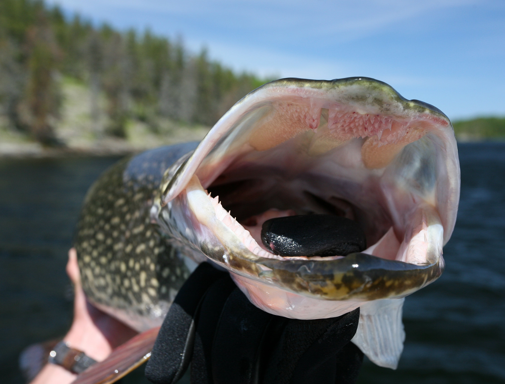 how to catch large northern pike